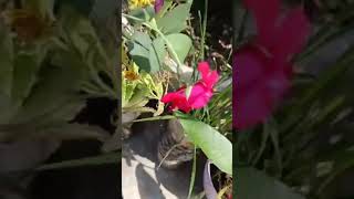 Gulab flower 🌹🌹 my youtube channel support 🙏🏿🙏🏿 please My channel subscribe please like share 🙏🏿🌹🌹