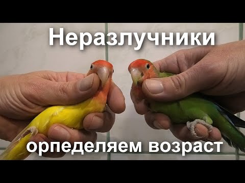 Попугаи неразлучники. Определяем возраст.