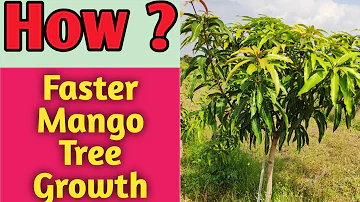 How fast do mango trees grow?