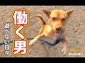 【猟犬】働く男　遊べない日々・・・ #猟犬 #猪猟 #犬 #犬動画 #狩猟