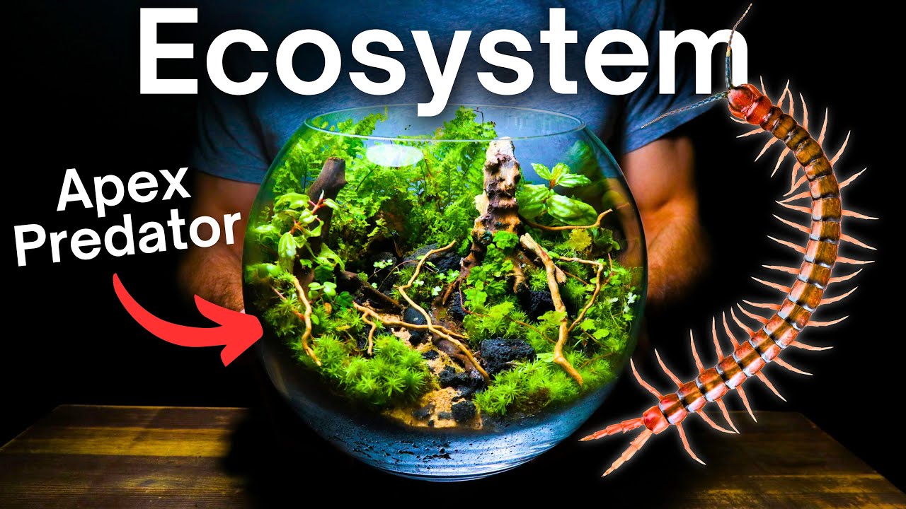 Creating a Multi Species Ecosystem Inside a Glass Bowl!