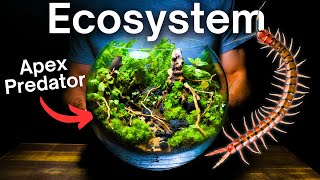 I Made an Ecosystem For Predators & Prey, Here’s How! by Terrarium Designs 88,354 views 3 months ago 13 minutes, 53 seconds