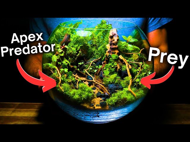 I Made an Ecosystem For Predators & Prey, Here’s How! class=