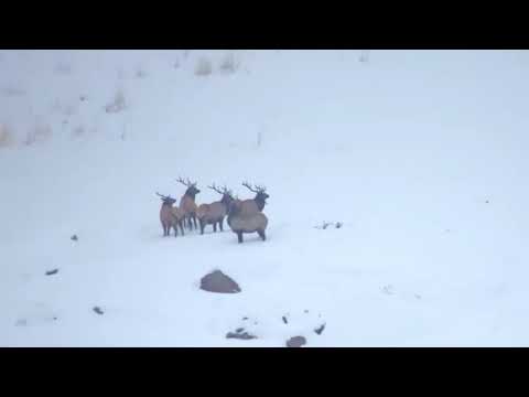 Видео: Халиун буга гэж ямар амьтан байдаг вэ?