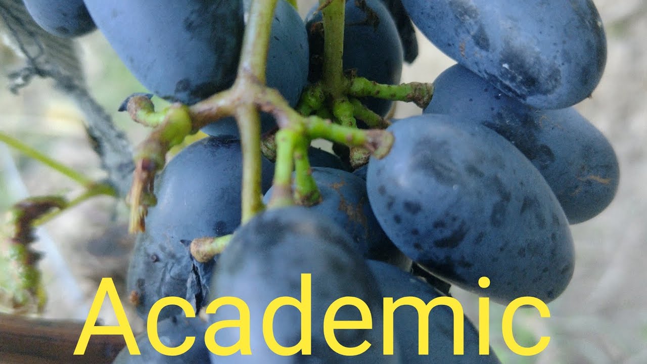 Câteva soiuri de vita de vie de masa altoite in zona deluroasă a Argesului