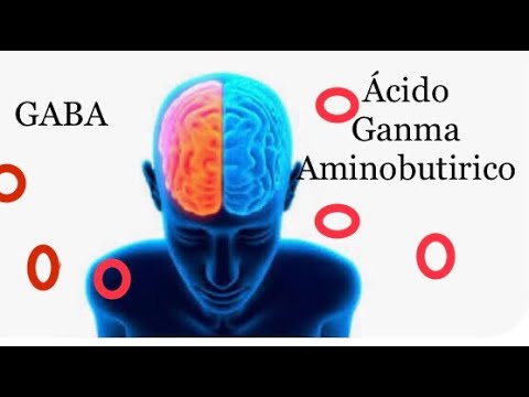 Neurotransmisor inhibitorio(GABA). Controla la convulsion. Interacción benzodiazepinas y GABA