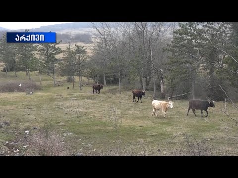 თერჯოლის ტერიტორიაზე ნაგავსაყრელის პროექტი უკვე დამტკიცებულია