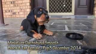 Mallie, a Black & Tan Female Dachshund Puppy 742147