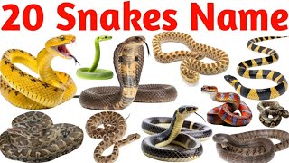 Learn 20 Snake Names for Kids | Learn Fun & Educational Animal Video for Preschool and Toddlers 