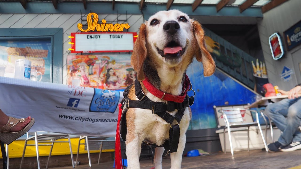 City Dogs Rescue & City Kitties by Stone Soup Films YouTube