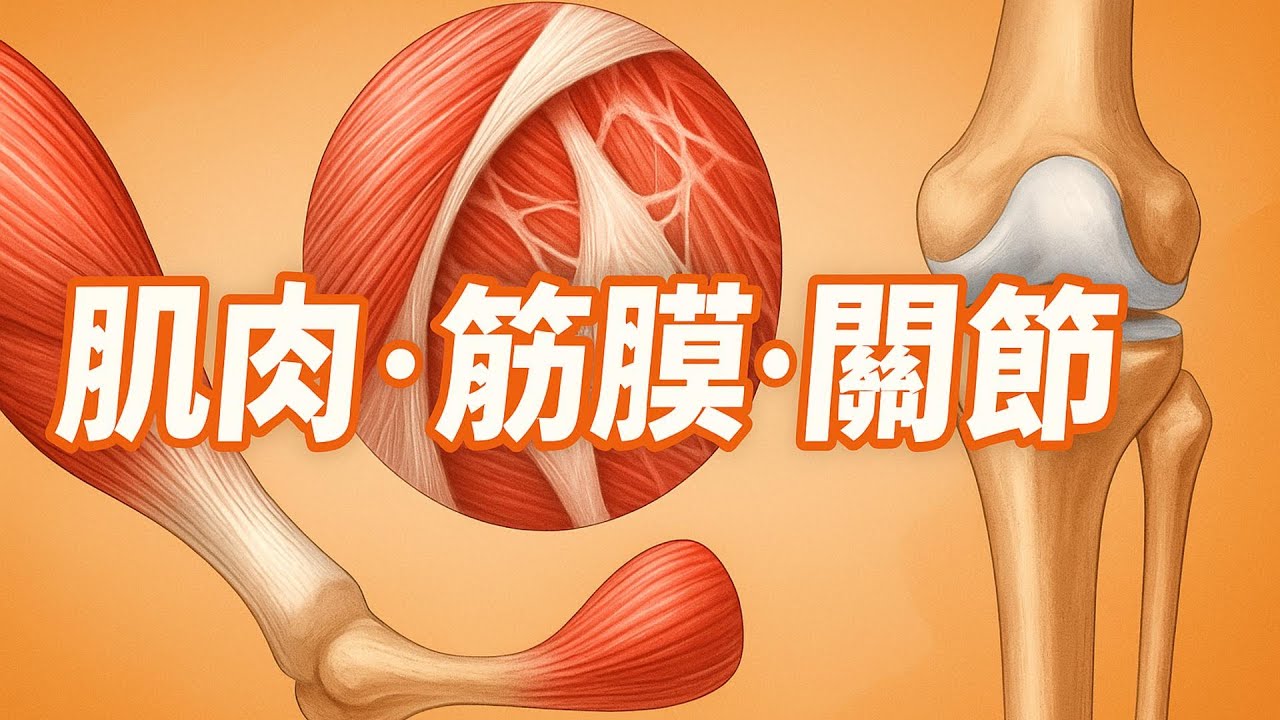 筋膜、肌肉與關節的關係，你真的搞懂了嗎？