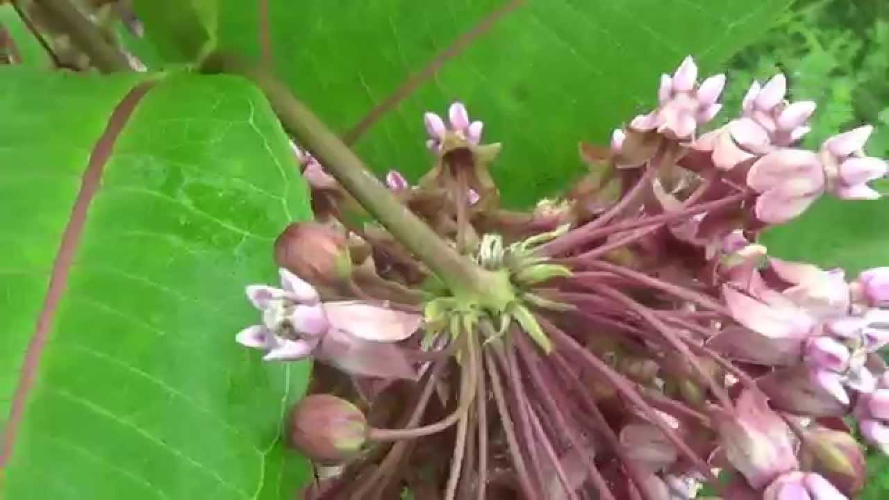 purple milkweed plant