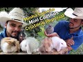 Criação de Mini Coelhos/Criatório Imperial