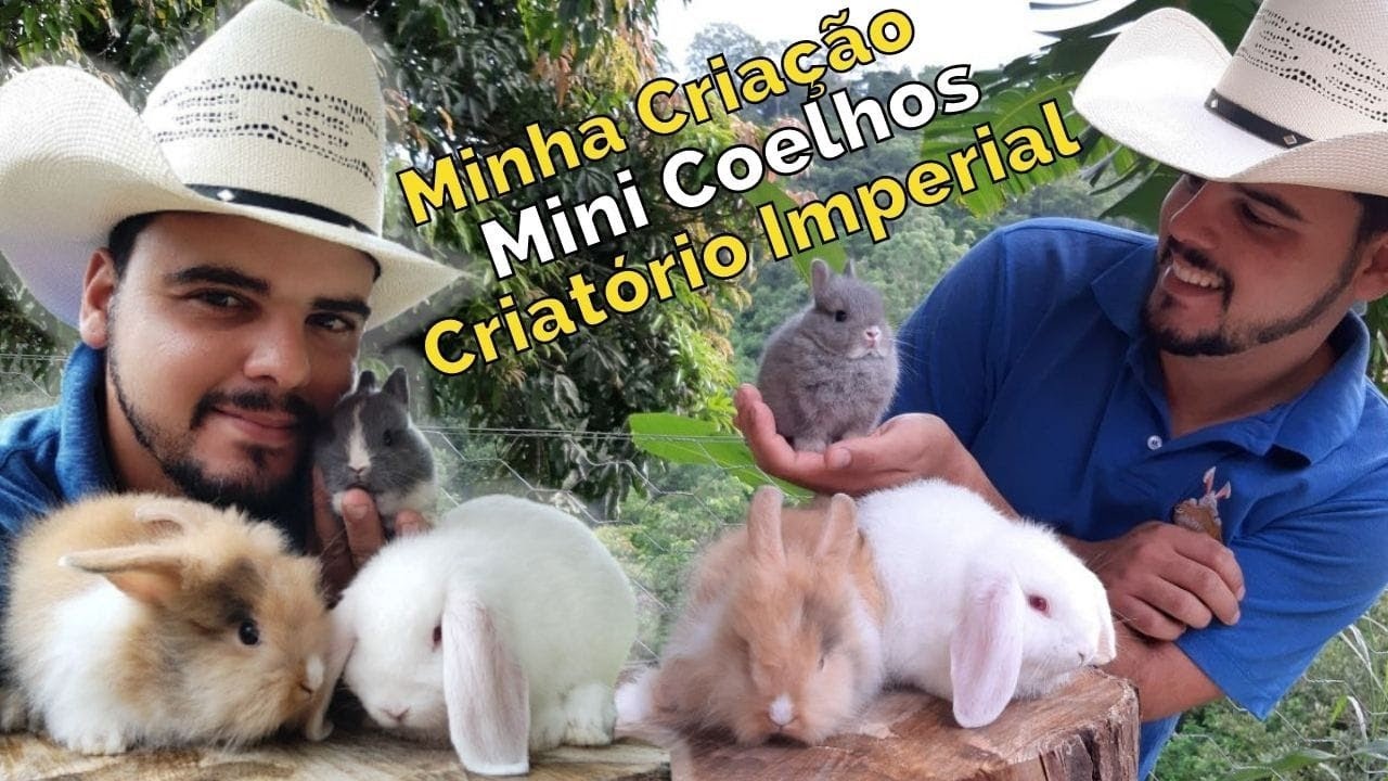 Criação de Mini Coelhos/Criatório Imperial
