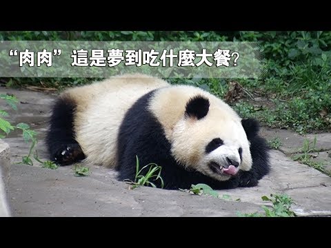 《熊貓早晚安》“肉肉”這是在夢到吃什麼大餐？ | iPanda