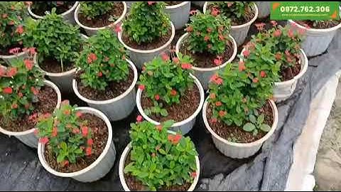 Cây xương rồng bát tiên nở hoa quanh năm | Cây Cảnh Phạm Thương