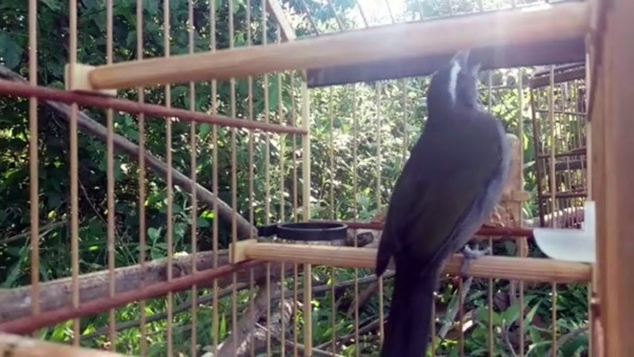 TRINCA FERRO BOM DIA SEU CHICO