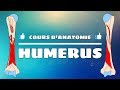 Anatomie du membre suprieur  lhumrus