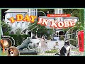 A day in Kobe City | Where to Visit and EAT | Travel Guide
