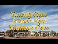  mamas gun young gun silver fox   