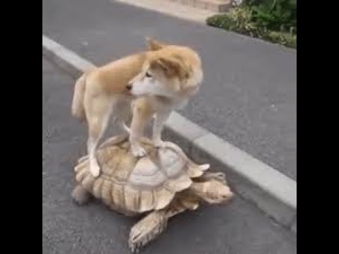 Playing with animals - the turtle,اللعب مع الحيوانات -  السلحفاة 😂