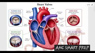 🔥 Heart Murmurs Made Easy | Never Forget Again | High-Yield Cardiology | 📚 Murmurs Simplified