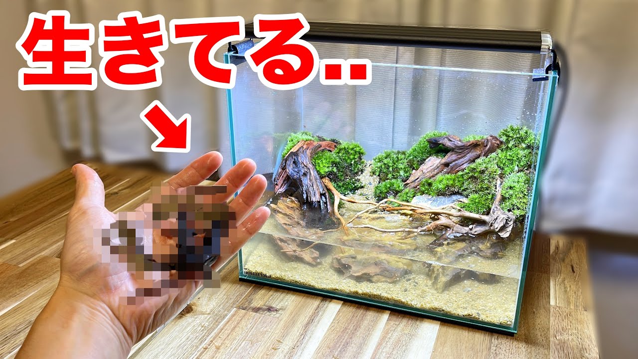 ある生き物を水槽に入れるとヤバい..