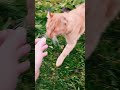 Кошки на даче.