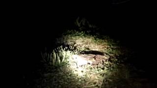 Кормим диких енотов (30.07.2016) | Feeding wild raccoons Кормим диких енотов (30.07.2016) | Feeding wild raccoons