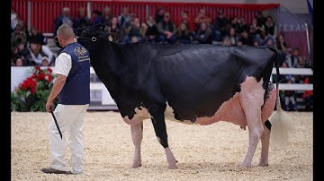 2025 Royal Winter Fair Holstein Champion -𝗔𝗟𝗧𝗢𝗡𝗔 𝗟𝗘𝗔 𝗨𝗡𝗜𝗫 𝗛𝗘𝗥𝗠𝗜𝗡𝗜𝗘 𝗘𝗫-𝟵𝟲 (𝗘𝗫-𝟵𝟳-𝗠𝗦)
