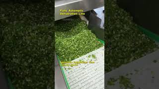 Fully Automatic Dehydrated Green Onion Processing Line 980LB Teemyeah Machinery
