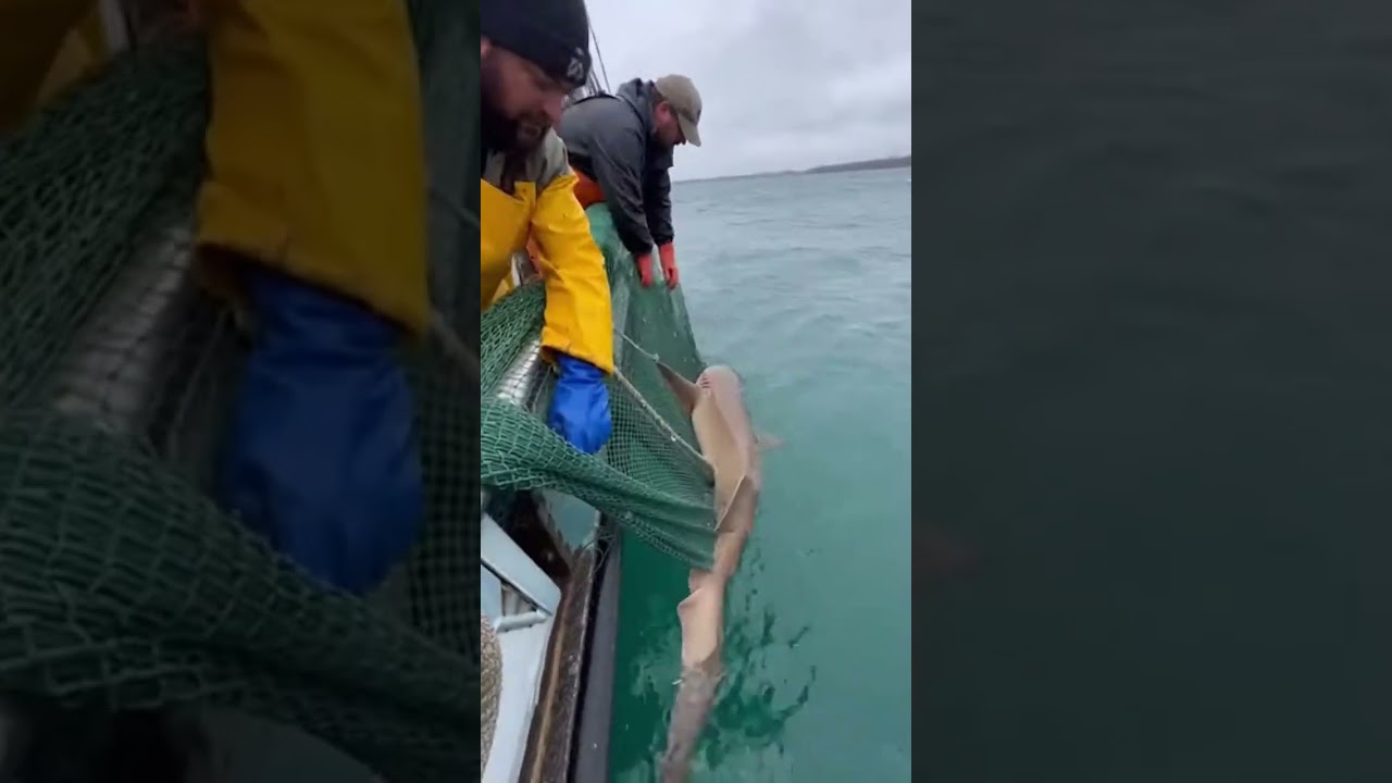 "Dead Signal Stories: Recovered Found Footage"