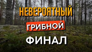 картинка: 💥ГРИБЫ НЕ ПЕРЕСТАЮТ УДИВЛЯТЬ! НЕВЕРОЯТНЫЙ ФИНАЛ ГРИБНОГО ТУРНЕ! Грибы 2025