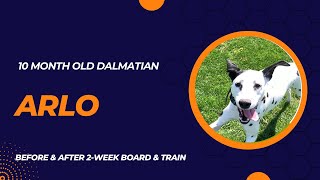 Arlo 10 month Dalmatian 2 week board & train before & after