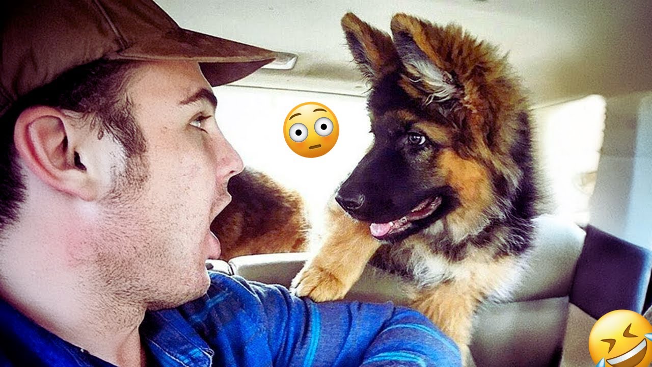 The Best of the Best! The Funniest Animal Videos of 2024! Funny DOG videos  🐶😂💕 | PART 15