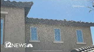 Midge flies take over south Gilbert neighborhood
