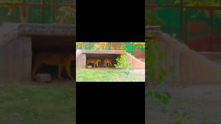 😎🤗#PatnaZoo #ZooVlog #PatnaVlog #PatnaBihar #BiharVlog #Bihar #Patna #Zoo #PatnaZooVlog #ZooShorts