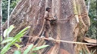 penebangan pohon kayu terbesar di dunia lihat yang terjadi