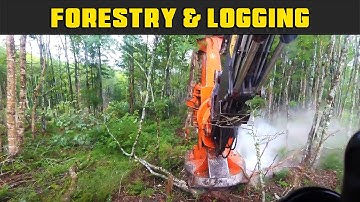 Tigercat 845C Bunching Trees With 5600 GN Roy Head - Real Life Forestry & Logging - FDR Logging