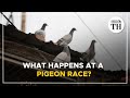 What happens at a pigeon race  the hindu