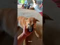 ah boung  Very fat​ l#cute #dog #shorts #youtubeshorts