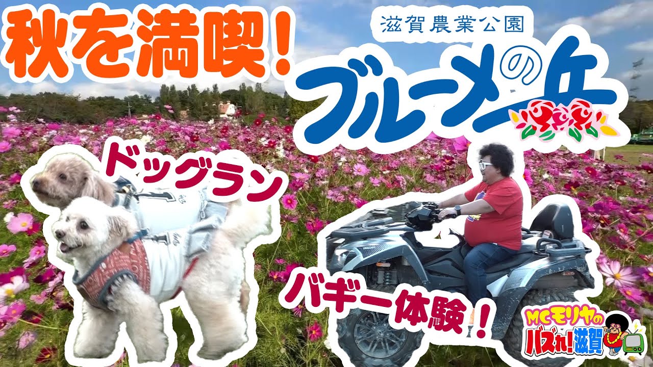 【楽しい】秋を満喫！滋賀農業公園「ブルーメの丘」（MCモリヤのバズれ！滋賀）【びわ湖放送】