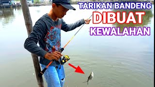 Tarikan bandeng benar benar di buat kewalahan.