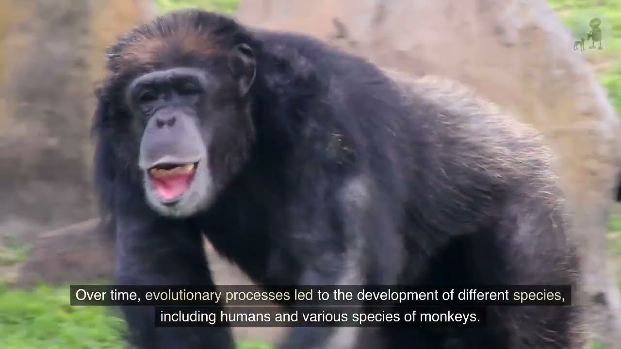 Can a Monkey really become Human?