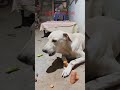 కన్నయ్య హెల్త్ కోసం క్యారెట్ తింటున్నాడు 🥕#shorts#pets #shortfeed #video