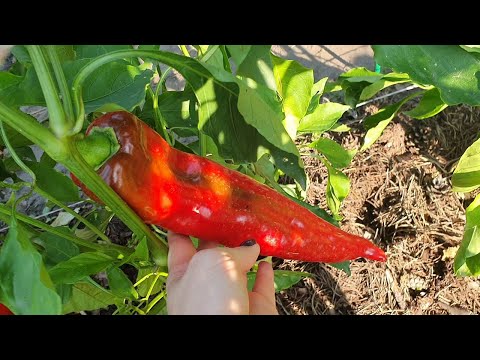 ОБЗОР ОСТРЫХ ПЕРЦЕВ 2022. КАКИЕ ПОНРАВИЛИСЬ, А КАКИЕ - НЕТ.