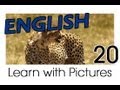 Learn English - English Safari Animals Vocabulary