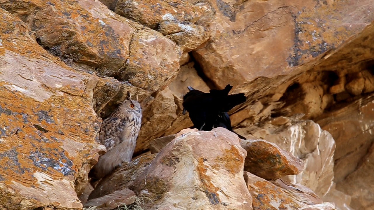An interaction between Eurasian Eagle Owl and Northern Raven Ladakh