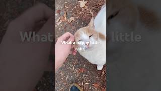 Stray Cat RUSHES Over to Me! Adorable