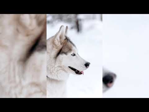 Vidéo: Race De Chien Alaskan Klee Kai Hypoallergénique, Santé Et Durée De Vie